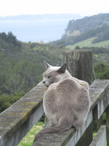 matakana nz