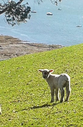 Spot the Lamb at Mahurangi West