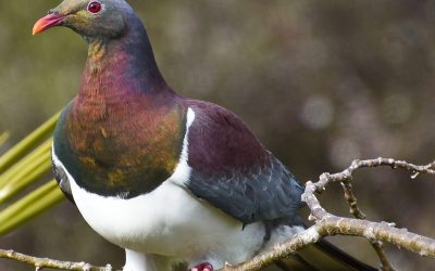 Birdwatching at Tawharanui